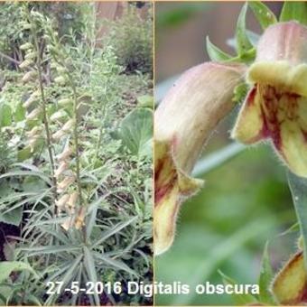 Digitalis obscura