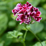 Pelargonium peltatum 'Bonito' - 