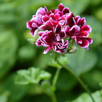 Pelargonium peltatum 'Bonito'