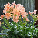 Lewisia cotyledon 'Mountain Dreams' - 