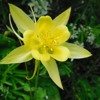 Aquilegia chrysantha 'Yellow Queen'