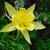 Aquilegia chrysantha 'Yellow Queen'