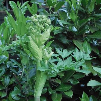 Angelica archangelica