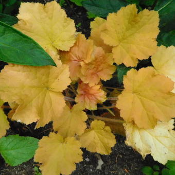 Heuchera 'Caramel'