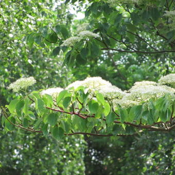 Cornus controversa