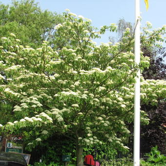 Cornus controversa