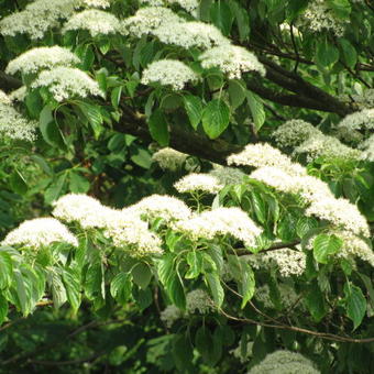 Cornus controversa