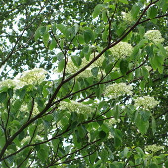 Cornus controversa