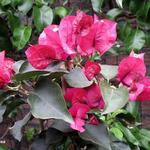 Bougainvillea - 