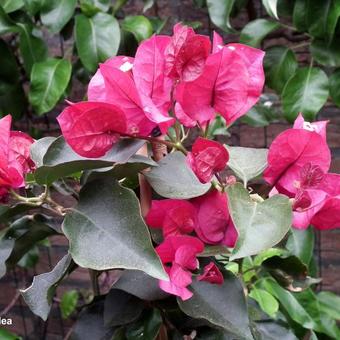 Bougainvillea