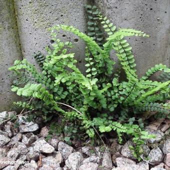 Asplenium trichomanes