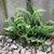 Asplenium trichomanes