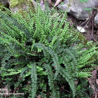 Asplenium trichomanes