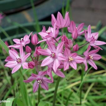 Allium oreophilum