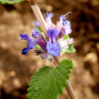 Nepeta racemosa