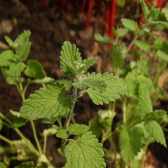 Nepeta racemosa