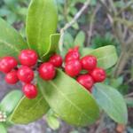 Skimmia japonica 'Winifred Cook' - 