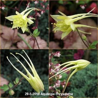 Aquilegia chrysantha