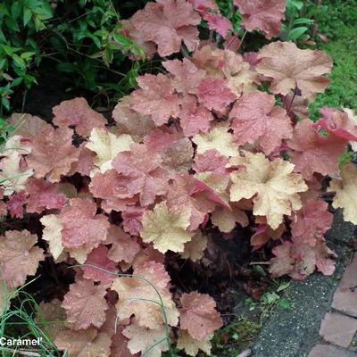 Heuchera 'Caramel' - Heuchera 'Caramel'