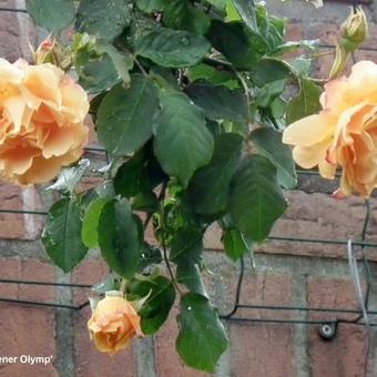 Rosa 'Goldener Olymp'