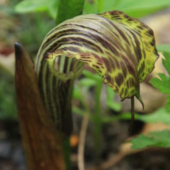 Arisaema griffithii