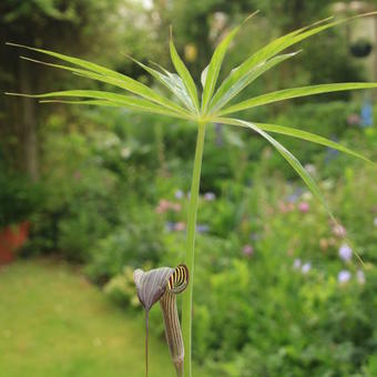 Arisaema ciliatum