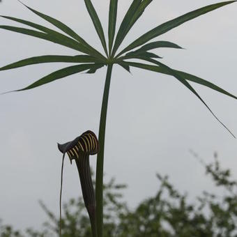 Arisaema ciliatum