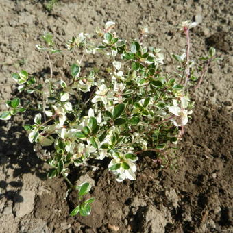 Thymus pulegioides 'Foxley'