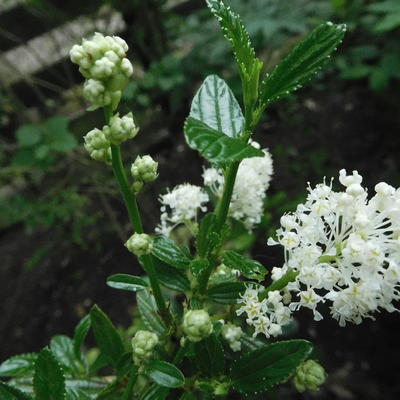 Ceanothus thyrsiflorus 'Millerton Point' - Ceanothus thyrsiflorus 'Millerton Point'