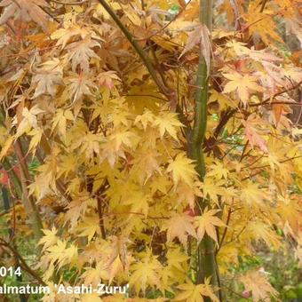 Acer palmatum 'Asahi zuru'