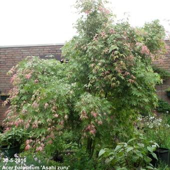 Acer palmatum 'Asahi zuru'