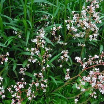 Saxifraga x urbium