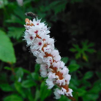 Persicaria affinis 'Darjeeling Red'