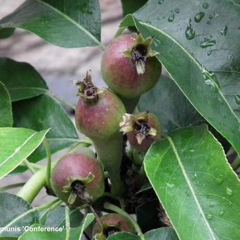 Pyrus communis 'Conference'