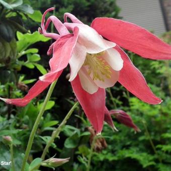 Aquilegia 'Crimson Star'