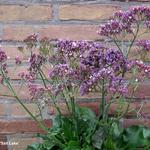 Limonium 'Salt Lake' - 