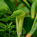 Arisaema amurense - 