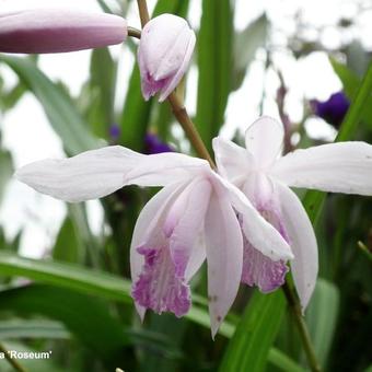 Bletilla striata 'Roseum'