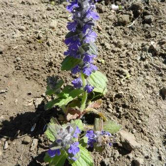 Ajuga genevensis