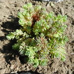 Sedum glaucophyllum 'Lizard' - 