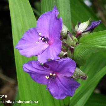 Tradescantia andersoniana