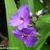 Tradescantia andersoniana