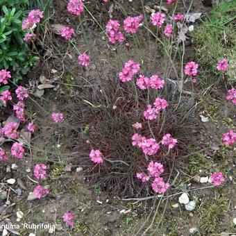 Armeria maritima 'Rubrifolia'