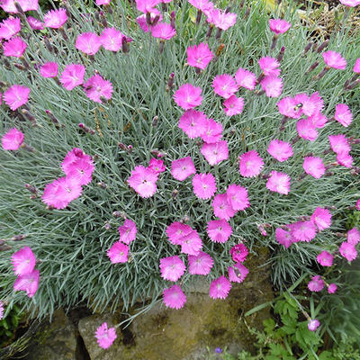 Dianthus gratianopolitanus 'Feuerhexe' - Dianthus gratianopolitanus 'Feuerhexe'