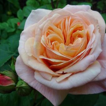 Rosa 'Leander'