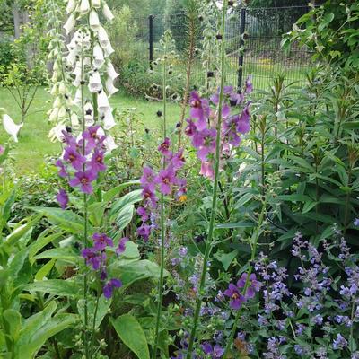 Molène de Phénicie - Verbascum phoeniceum