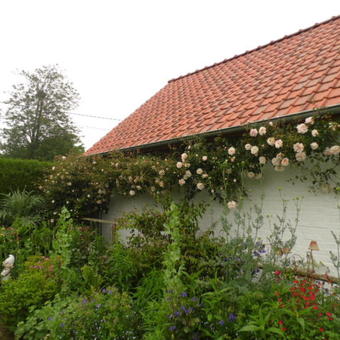 Rosa 'Leontine Gervais'