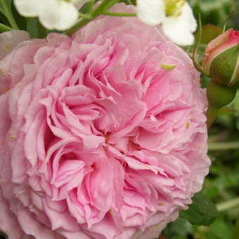 Rosa 'James Galway'