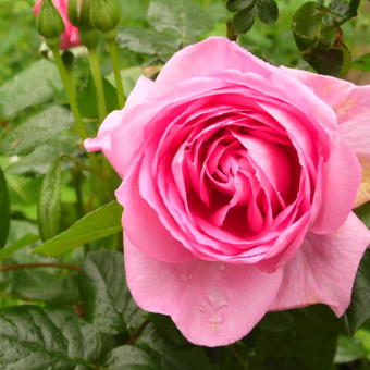 Rosa 'Ghita Renaissance'