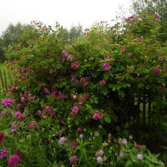 Rosa 'Russelliana'